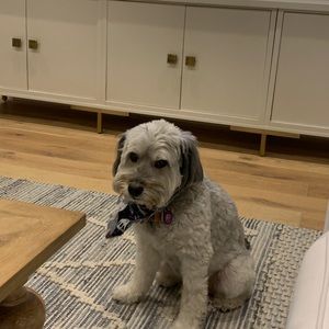 Meet your Posher, Susan